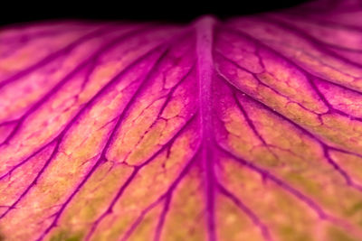 Close-up of autumn leaf