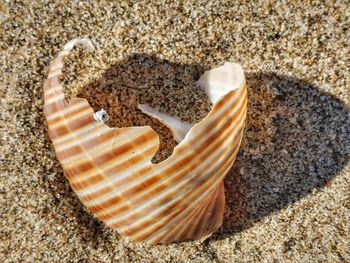 High angle view of seashell on sand