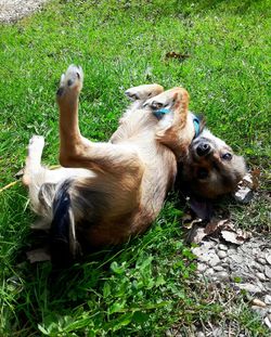 View of dog on field