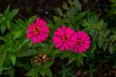 Close-up of pink flowering plants in park