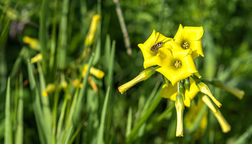 Close-up of yellow flowering plant