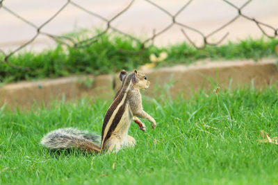 Squirrel on a field