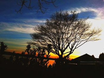 Silhouette of bare tree at sunset