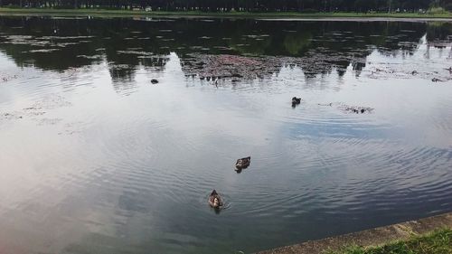 High angle view of ducks swimming in lake