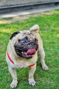 Portrait of dog on field