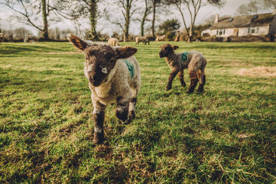 Sheep grazing on grassy field