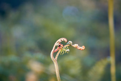 Close-up of a flower