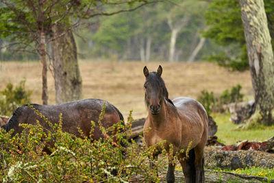 Equus, wild horses in tierra del fuego, patagonia. dark, tall and strong horses standing in the rain