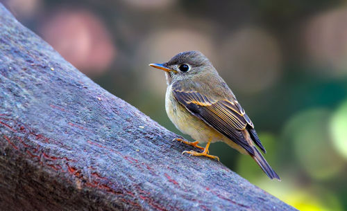 Close-up of bird perching on wood