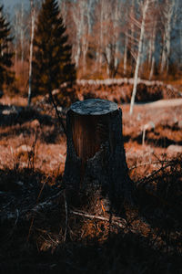 Close-up of tree stump on field