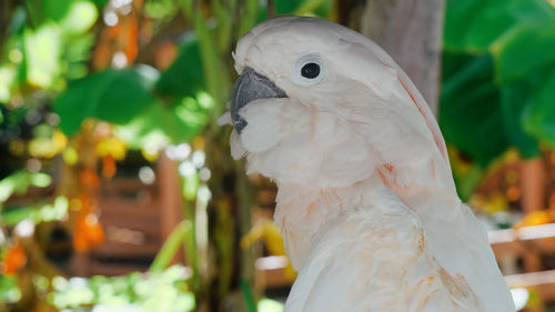 Close-up of parrot perching on plant