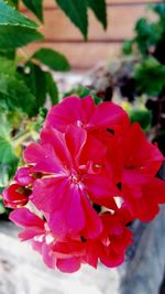 Close-up of flowers blooming outdoors