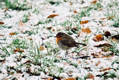 Close-up of bird perching on field during winter