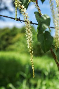 Close-up of flower buds