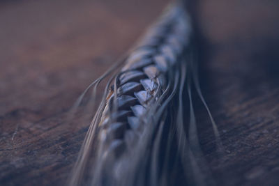 Close-up of wheat crop on table