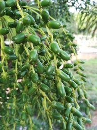 Close-up of bananas growing on tree