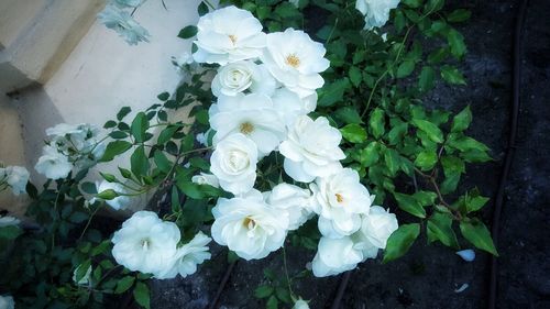 Close-up of white flowers