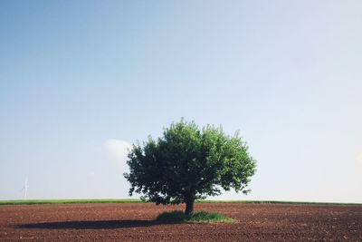 Trees on field against clear sky