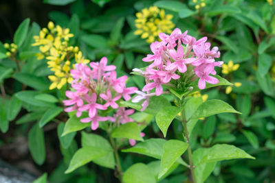 Close-up of pink flowering plant