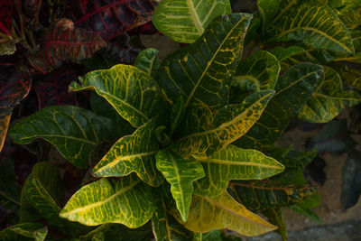 Close-up of fresh green plant