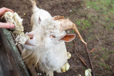 White finnish landrace with horns