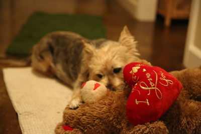 Close-up of a dog