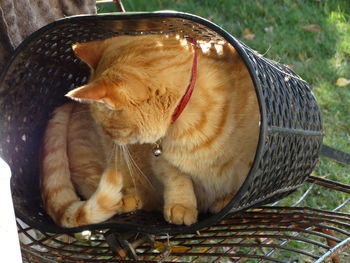High angle view of cat sitting in basket