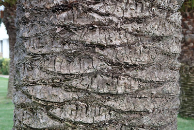 Close-up of tree trunk