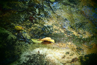 Close-up of fish swimming in water