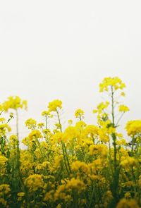 Yellow flowering plants on field against sky