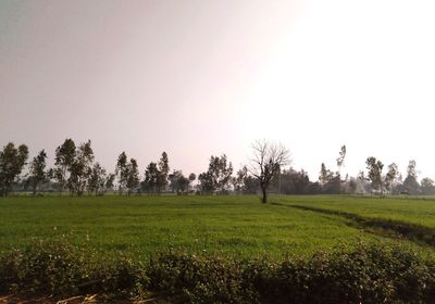 Scenic view of agricultural field against clear sky