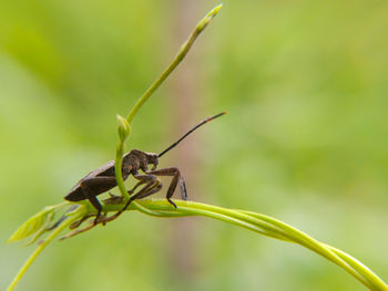 Close-up of insect on plant