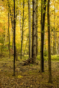 Trees in forest