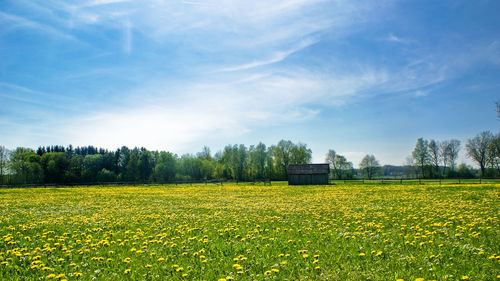 Scenic view of field against sky