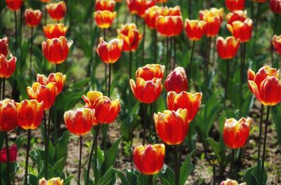 Close-up of red poppy flowers in field