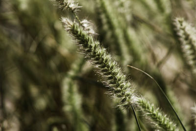 Close-up of crops