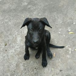 Portrait of a dog