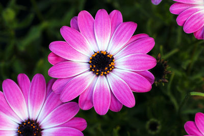 Close-up of pink cosmos flower