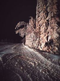 Close-up of illuminated tree against clear sky at night