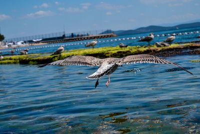 Seagull flying above sea