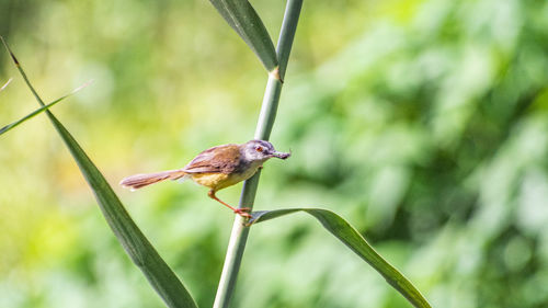 Close-up of bird perching on plant