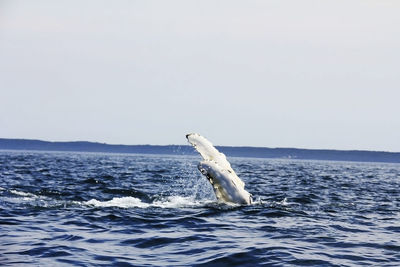 View of bird in sea