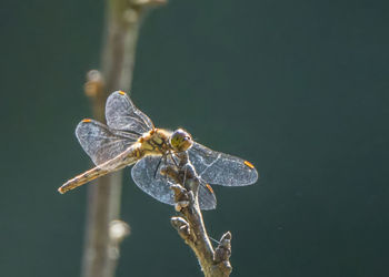 Close-up of dragonfly on plant