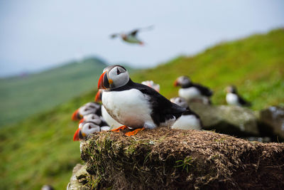 Close-up of puffins perching on cliff