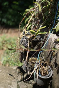 Close-up of dead plant on land