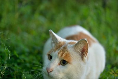 Close-up of cat sitting on grassy field