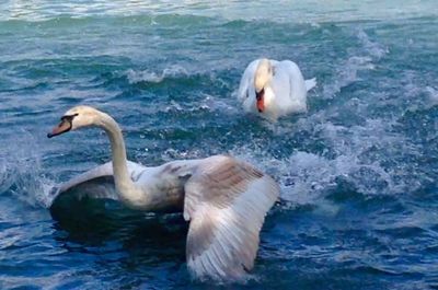 Bird in water