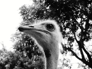 Close-up of a bird looking away