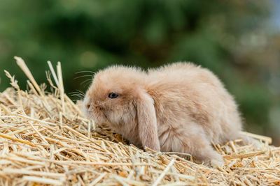 Fluffy fox rabbit sits on golden hay