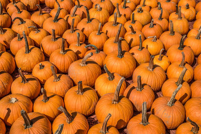 Full frame shot of pumpkins